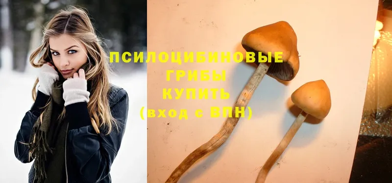 Галлюциногенные грибы Psilocybe  Володарск 